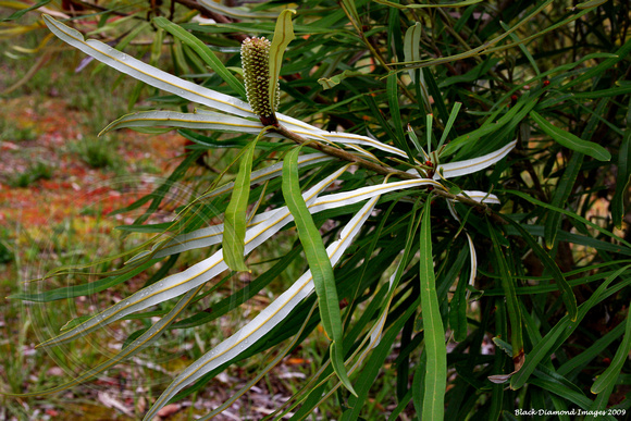 Banksia aquilonia(9414)ed