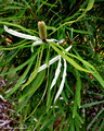 Banksia aquilonia(9415)ed