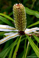 Banksia aquilonia(9423)ed