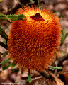 Banksia baueri(9464)ed