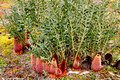 Banksia blechnifolia(9394)ed