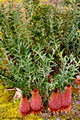 Banksia blechnifolia(9397)ed