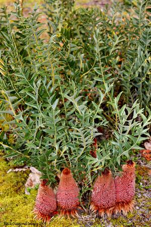 Banksia blechnifolia(9397)ed