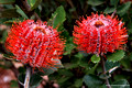 Banksia coccinea(9497)ed