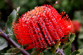Banksia coccinea(9499)ed