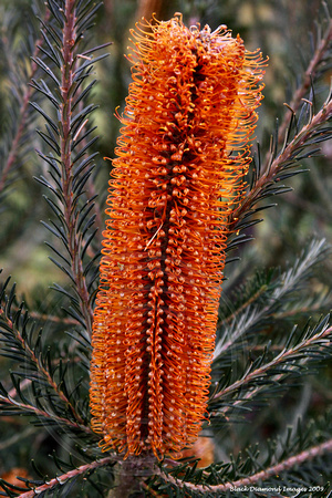 Banksia 'Yellow wing'(9366)ed