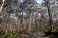 Boranup Forest, Leeuwin-Naturaliste National Park, SW Australia