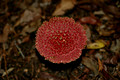Pink Fungi68