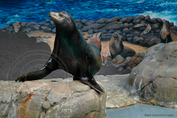 Seals-Taronga Zoo,Sydney