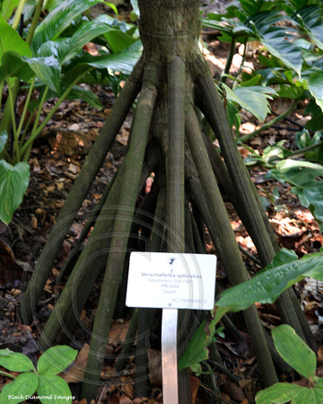 Verschaffeltia splendida - Seychelles Stilt Palm