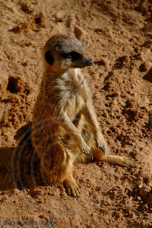 Meerkats-Suricata auricatta,South Africa