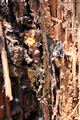 Opening The Log & Exposing the Brood Comb in a Log Containing a Native Bee Hive