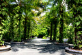Elaeis guineensis - African Oil Palm, Kelapa Sawit - Near Entrance to Singapore Botanic Gardens