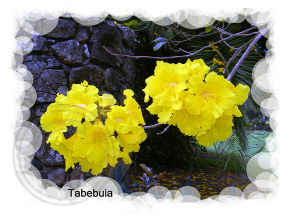 Tabebuia chrysantha - Golden Trumpet Tree