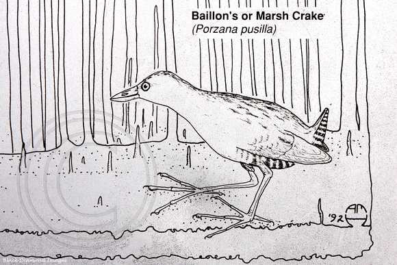 Porzana pusilla - Baillon's Marsh Crake (Rallidae)