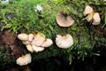 Panellus stipticus- Honeysuckle Rest Area, Barrington Tops National Park, NSW