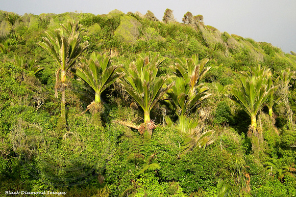 Rhopalostylis sapida - Nikau Palm in West Coast Habitat, South Island, New Zealand