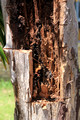 Opening The Log & Exposing the Brood Comb in a Log Containing a Native Bee Hive