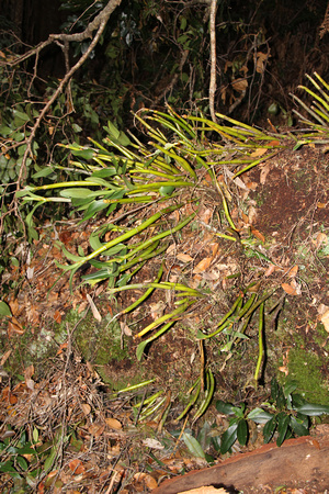 Thelychiton falcorostrus (Dendrobium falcorostrum) - Antartic Beech Orchid