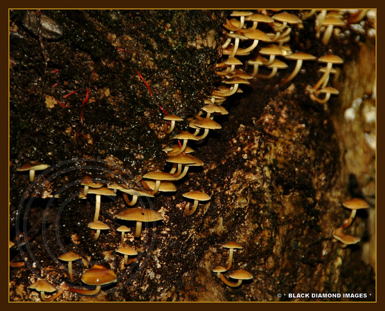 Kiwi fungi