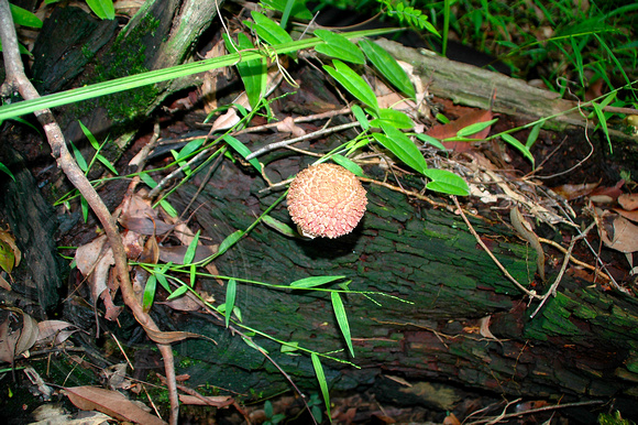 Pink Fungi39