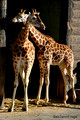 Giraffes-Taronga Zoo,Sydney