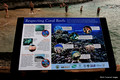 Coral Reef Awareness Interpretive Sign, Kailua Kona, The Big Island, Hawaii