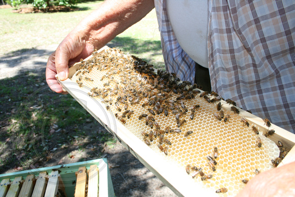 Beekeeping at Raintrees Xmas Day 2014