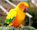 Bird Aviary, Maleny Botanic Gardens, Sunshine Coast, QLD