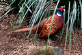 Bird Aviary, Maleny Botanic Gardens, Sunshine Coast, QLD