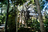 FICUS macrophylla subsp.columnaris - Lord Howe Island Banyan