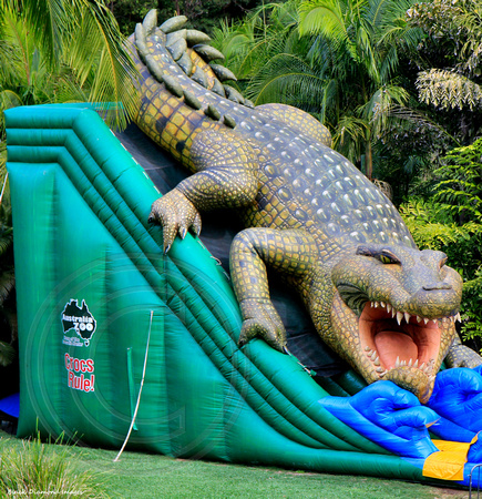Crocodile near Crocoseum at Australia Zoo, Sunshine Coast, Qld