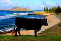 Black Aberdeen Angus Cow Taking in the View at Cemetary Beach, Norfolk Island