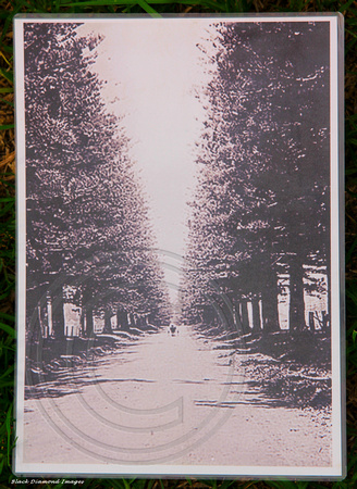 Original Norfolk Island Pine Avenue, Norfolk Island