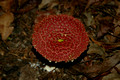 Pink Fungi10