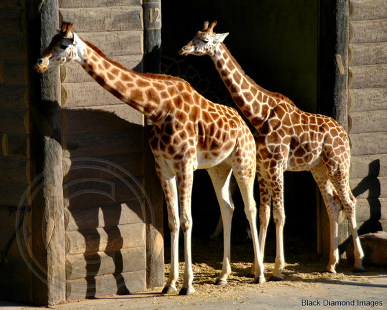 Giraffes-Taronga Zoo,Sydney