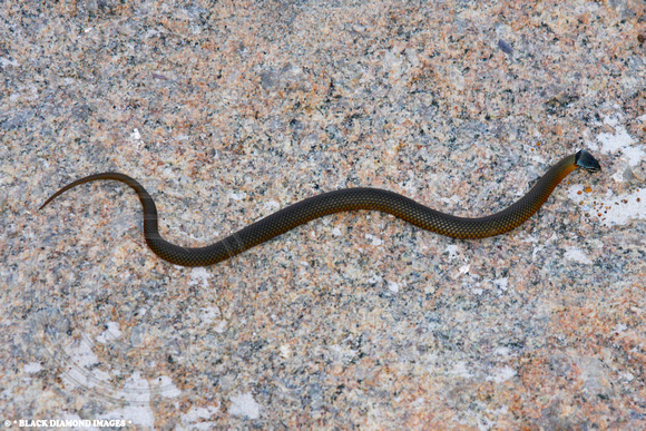 Elapognathus coronatus - Western Crowned Snake, Albany Whaling Station Museum, Frenchmans Bay, Western Australia