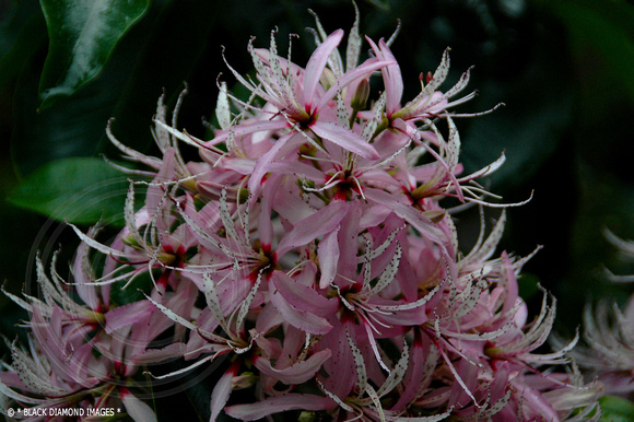 Calodendron capense - Cape Chestnut