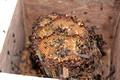 Native Bee Brood Comb and Wax From a Log