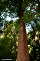 Toona ciliata- Red Cedar Ellenborough Falls,Elands,NSW