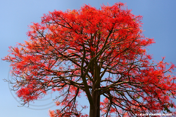 Brachychiton acerifolius - Illawarra Flame Tree