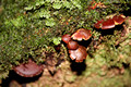 Hypholoma sp. -  Honeysuckle Rest Area, Barrington Tops National Park, NSW