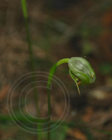 Pterostylis baptistii-Green orchid