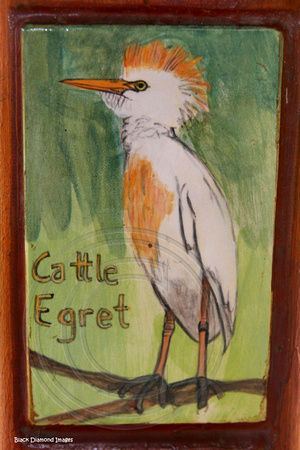 Ardea ibis - Cattle Egret (Ardeidae)