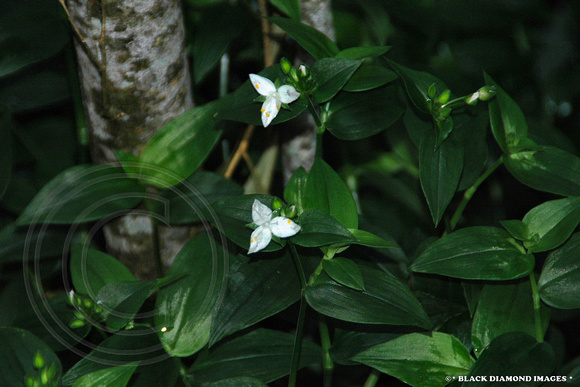 White Flowering Wandering Dew - Tradescantia fluminemsis