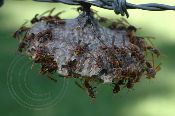 Paper Wasps Nest