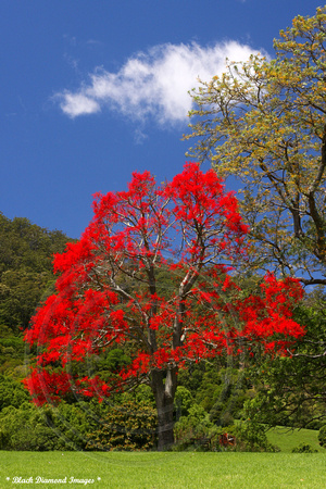 Brachychiton acerifolius - Illawarra Flame Tree