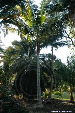 Red Neck Palm-Dypsis Leptocheilos