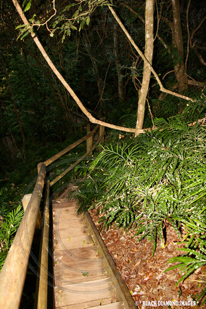 Timber Boardwalk Ellenborough Falls, Elands,NSW