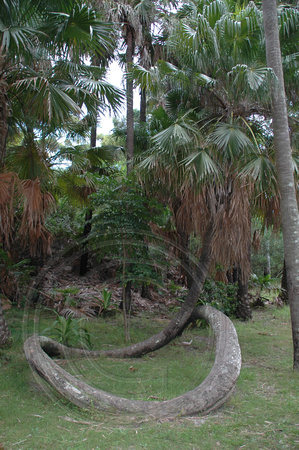 Cabbage Palm - Livistona Australis
